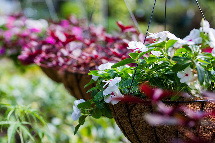 Picture of a row of hanging baskets with flowers