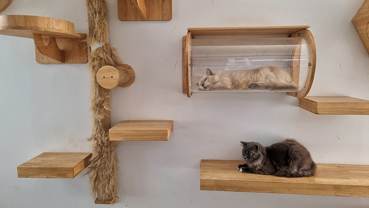 Picture of a kitchen lying on a cat climbing wallscape