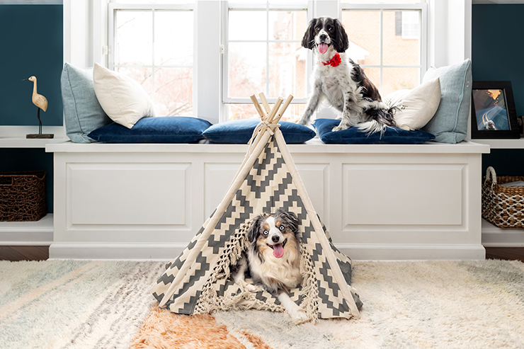 Picture of two dogs with little teepee