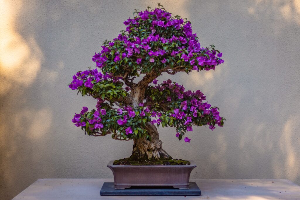 Picture of a bonsai tree with purple flowers