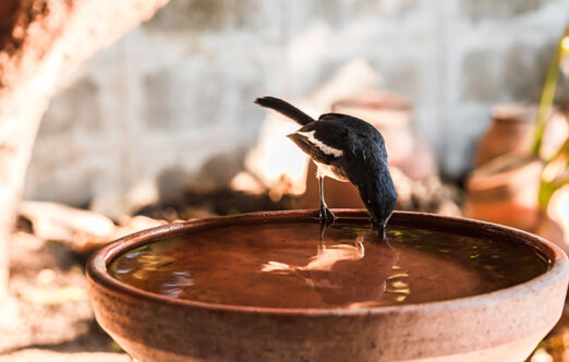 Picture of a bird drinking from a clay bowl
