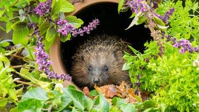 Picture of a hedgehog in a flowerpot