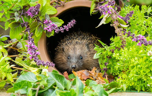 Picture of a hedgehog in a flowerpot 