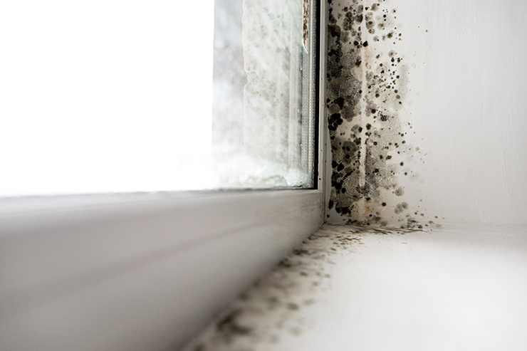 Picture of mould growing in the corner of a window