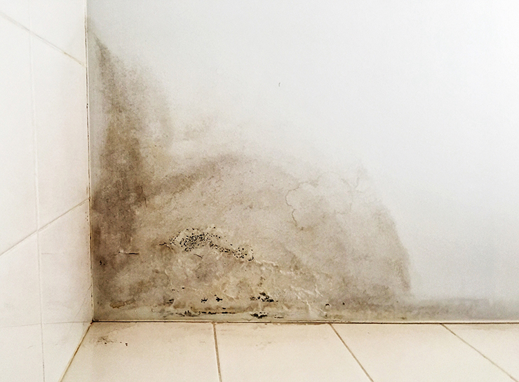 Picture of mould growing on a white wall