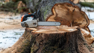Picture of a felled tree with a chainsaw on top of tree stump