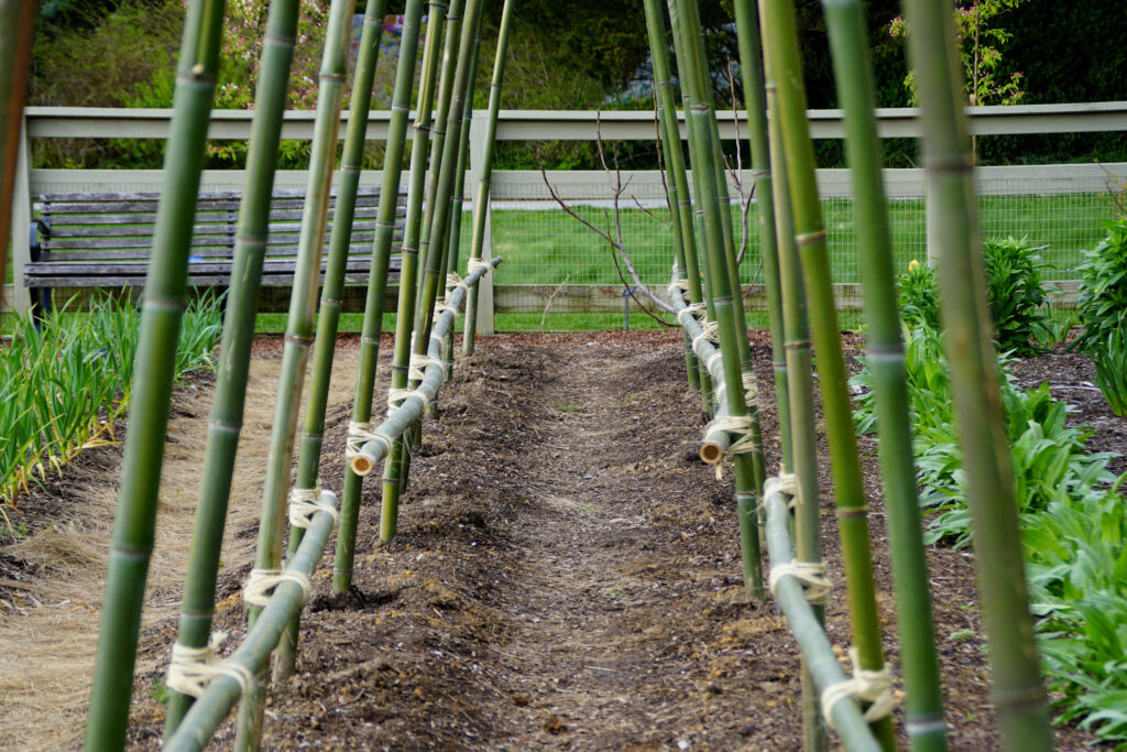 Picture of a garden teepee trellis using bamboo
